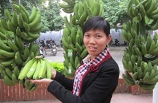 Hung Yên valorise les bananiers à tronc rouge au moyen de la marque collective