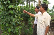 Le poivre de Quang Tri se prépare à l’enregistrement de son indication géographique