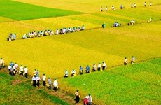 An Giang entend accélérer ses exportations de riz