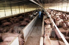 Exportation de produits d’élevage et d'aliments pour animaux