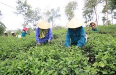 Le thé de Tam Duong vise les marchés les plus exigeants