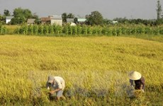 Plus d’un million de tonnes de riz exportées en deux mois
