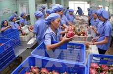 Cambodge : les légumes vietnamiens répondent à 60% de la consommation intérieure