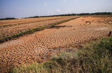 Le delta du Mékong submergé dans la lutte contre la sécheresse