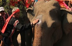 Cérémonie de prière pour la santé des éléphants des ethnies du Tây Nguyên