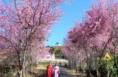 Hanoi va fêter les cerisiers en fleurs