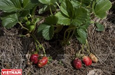 Tourisme dans les fermes de fraisiers à Dà Lat