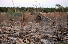 L'invasion d'eau salée menace des sites Ramsar au Vietnam