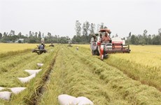 Des entraves pour les exportations de riz