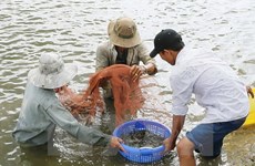 La Chine parmi les 10 premiers marchés pour les crevettes vietnamiennes
