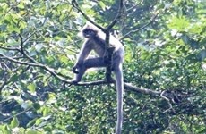 Thanh Hoa : un groupe de primates rares en passe de disparaître