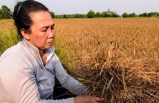 Aide financière en faveur des victimes de la sécheresse et de la salinisation à Kiên Giang
