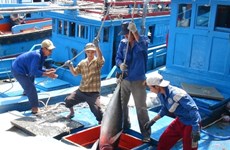 Nouveau label obligatoire pour exporter le thon vietnamien aux Etats-Unis