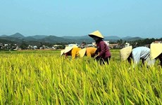Aide aux paysans dans la production rizicole bio aux normes internationales
