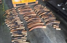 Singapour détruit 7,9 tonnes d’ivoire de contrebande