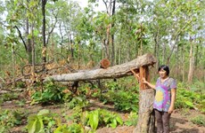 Près de 400 millions de dollars pour la restauration et le développement des forêts du Tay Nguyen