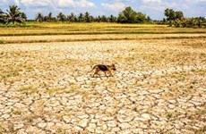 Bloomberg: L’économie vietnamienne enregistre une croissance appréciable malgré la sécheresse