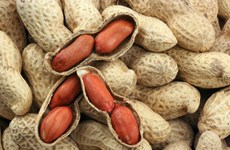 Le Vietnam suspend les importations d'arachide du Sénégal