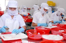 Le Vietnam, quatrième fournisseur de céphalopodes du Japon