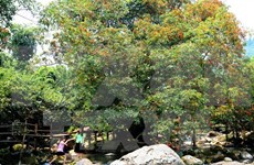 48 animaux rares libérés dans le parc national Phong Nha-Ke Bang