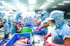 Le tilapia vietnamien s’exporte à un bon prix aux Etats-Unis