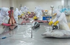 Les exportations nationales du thon poursuivent sur leur lancée