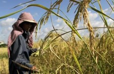 Le Cambodge construira de nouveaux entrepôts de riz