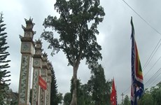 Deux arbres centenaires de la province de Thua Thien-Hue reconnus arbres patrimoniaux