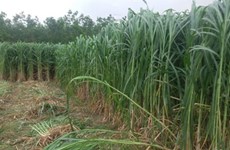 Pour la durabilité de la culture de la canne à sucre