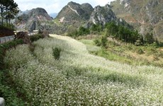 Ouverture de la 2e fête des fleurs de sarrasin à Hà Giang 
