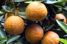 Certificat d’indication géographique pour l’orange à pelure rugueuse de Hà Giang