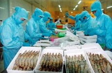 Les exportations de crevettes devraient atteindre 3,1 milliards de dollars en 2016