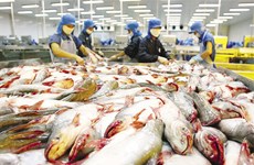 La Chine, 2e importateur de pangasius du Vietnam