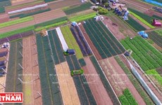 Restructuration agricole exemplaire dans le district de Chuong My (Hanoï)