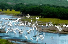 Parc national de Xuân Thuy : là où l’oiseau se pose