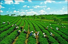 Feu vert pour un projet pour la croissance verte et durable au Vietnam 