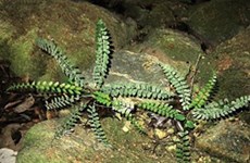 Une espèce de fougère découverte dans des grottes karstiques de Quang Binh