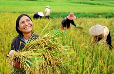 Développer la recherche sur le riz en Asie du Sud-Est