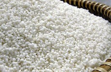Hausse spectaculaire des exportations de riz gluant en 2016