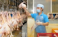 Dông Nai : les éleveurs commencent à exporter leurs poulets au Japon