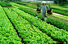 Agriculture bio : Y-Farm reçoit une subvention américaine