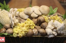 Le succès des champignons d’Ideal Foods Vietnam