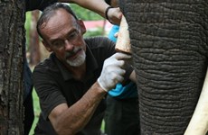 Un Néerlandais au chevet des derniers éléphants vietnamiens