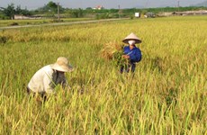 Production de riz: le Vietnam dans le top 5 mondial