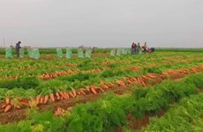 Les carottes du Vietnam exportées en Malaisie