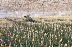 Kawasaki Flora Auction Market veut investir dans la floriculture à Lâm Dông