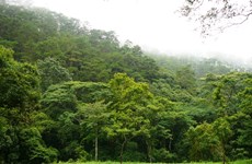 Le Vietnam vise un taux de couverture forestière de 45% d’ici 2030