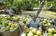1er trimestre : les exportations vietnamiennes de fruits et légumes sur leur lancée