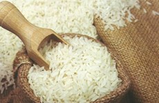Chine, premier importateur de riz parfumé du Vietnam