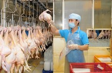 Près de 400 tonnes de viande de poulet seront exportées vers le Japon